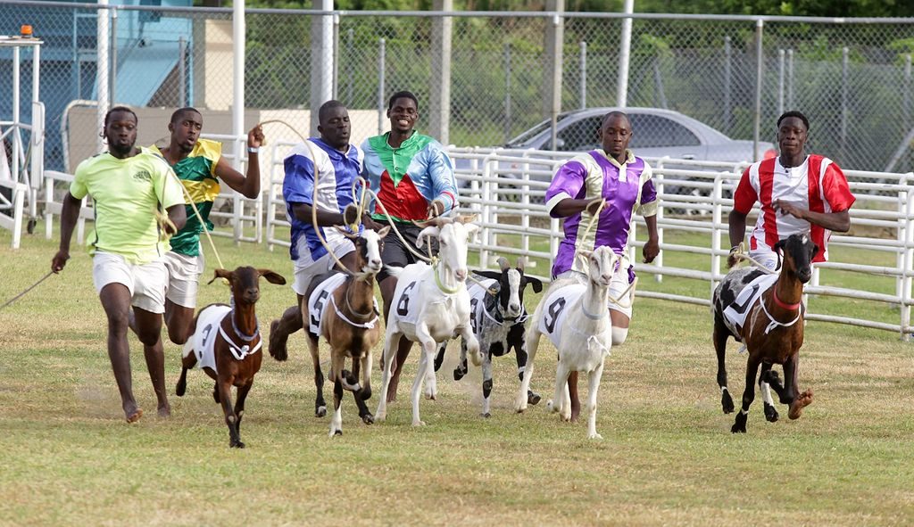 Goat Racing at Buccoo Tobago House of Assembly
