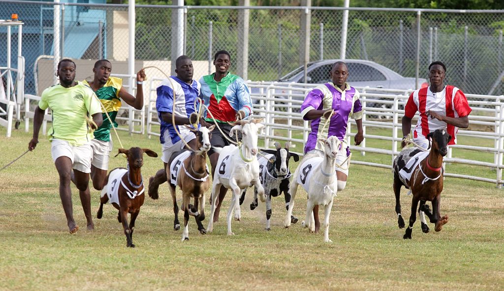 Goat Racing at Buccoo Tobago House of Assembly