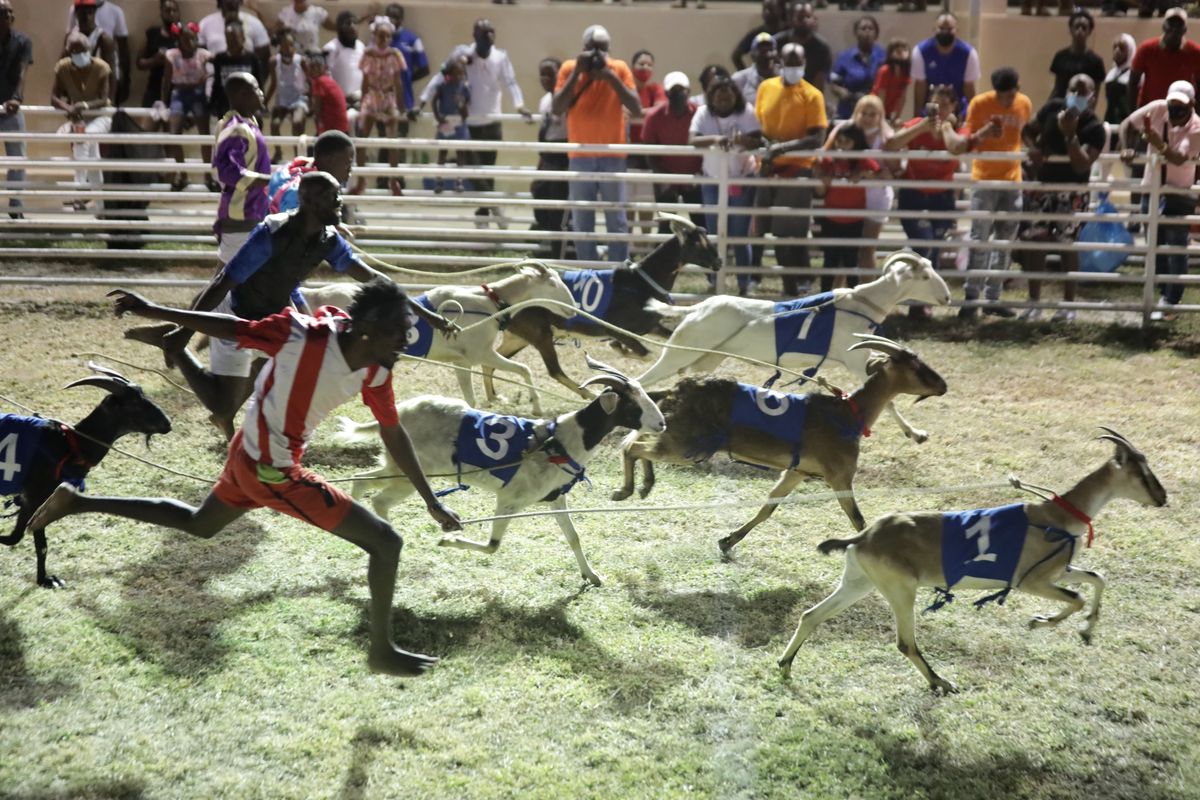 The Return of Buccoo Goat Races Tobago House of Assembly