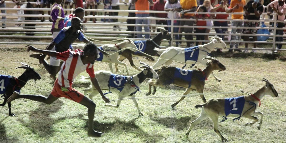 Jockeys race behind their goats during the event.